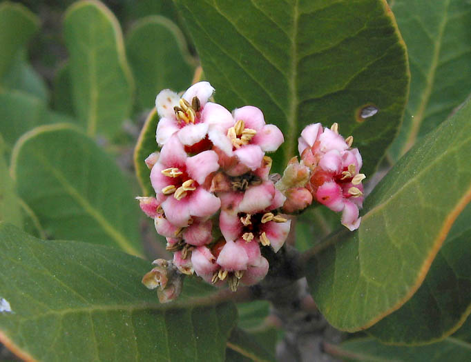 Detailed Picture 3 of Rhus integrifolia