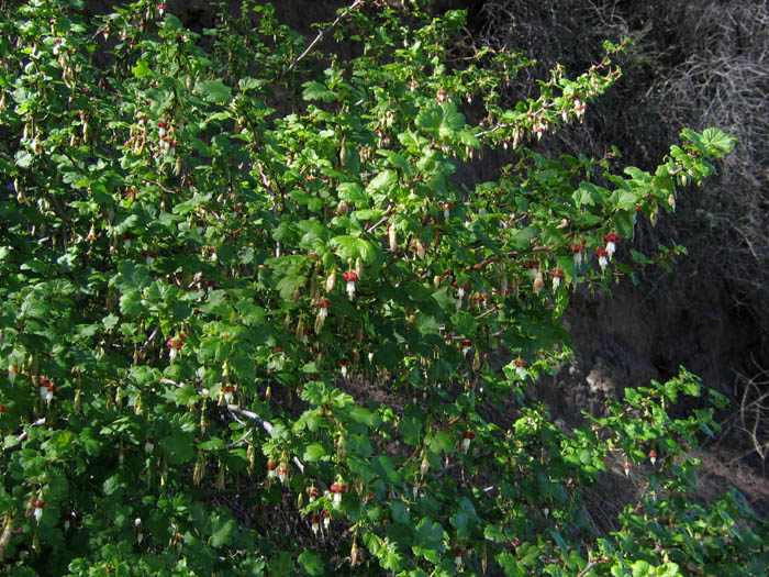 Detailed Picture 4 of Ribes californicum