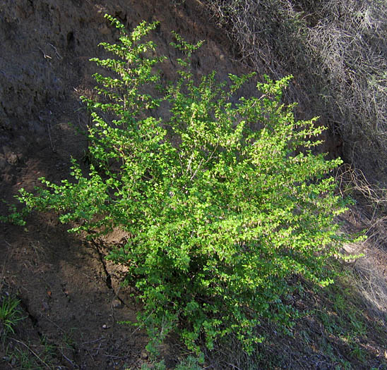 Detailed Picture 5 of Ribes californicum