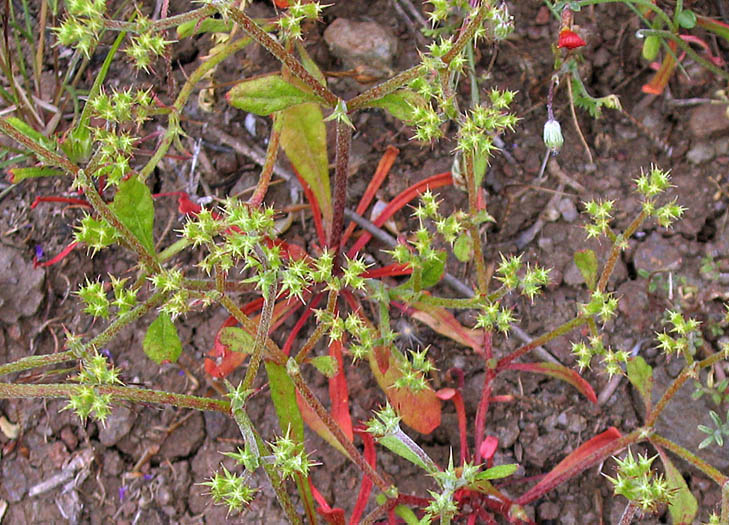 Detailed Picture 6 of Chorizanthe staticoides