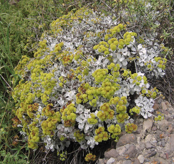 Detailed Picture 4 of Eriogonum crocatum