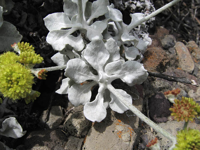 Detailed Picture 3 of Eriogonum crocatum