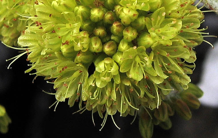 Detailed Picture 1 of Eriogonum crocatum