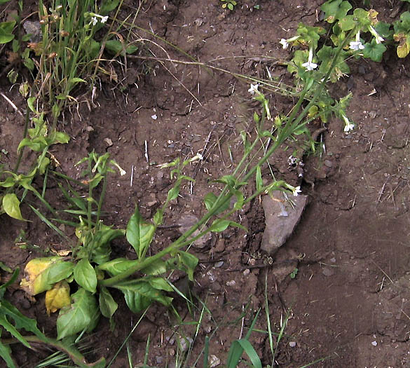 Detailed Picture 4 of Nicotiana clevelandii