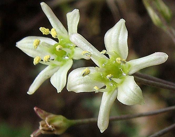 Detailed Picture 1 of Muilla maritima