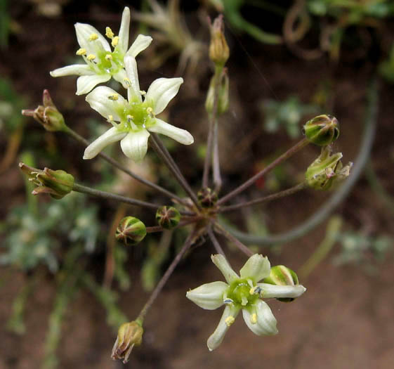 Detailed Picture 3 of Muilla maritima