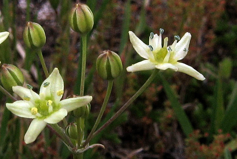 Detailed Picture 2 of Muilla maritima