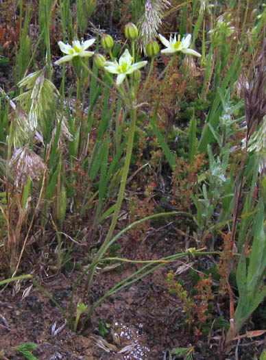 Detailed Picture 4 of Muilla maritima