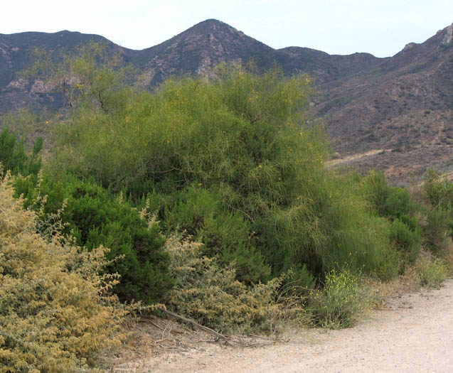 Detailed Picture 5 of Parkinsonia aculeata