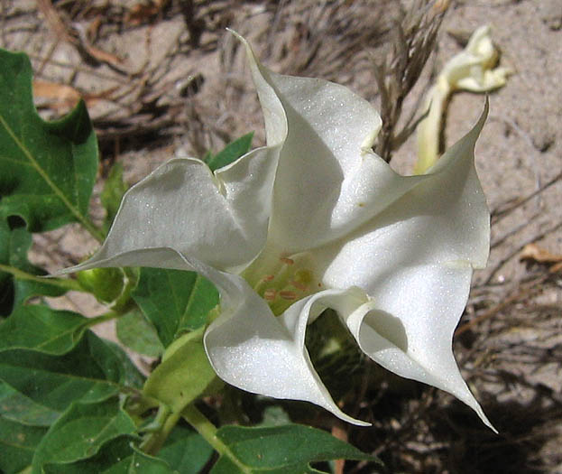 Detailed Picture 1 of Datura stramonium