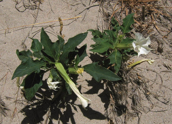 Detailed Picture 3 of Datura stramonium