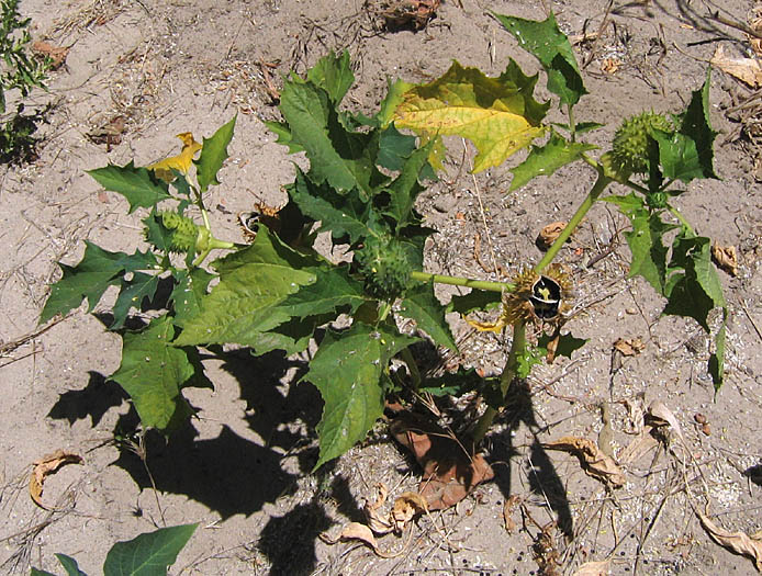 Detailed Picture 4 of Datura stramonium