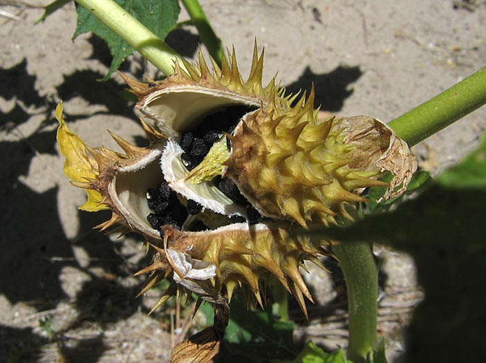 Detailed Picture 6 of Datura stramonium