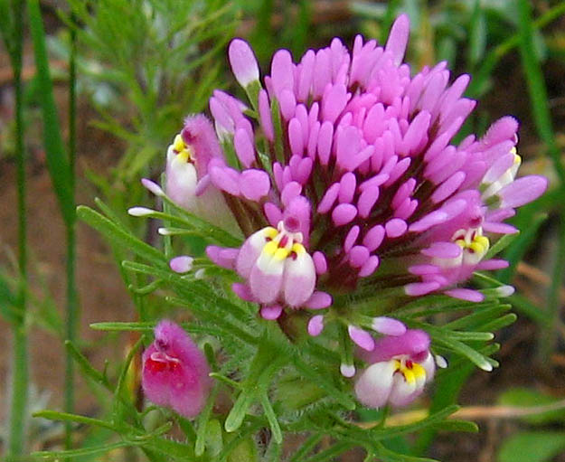 Detailed Picture 2 of Castilleja exserta ssp. exserta