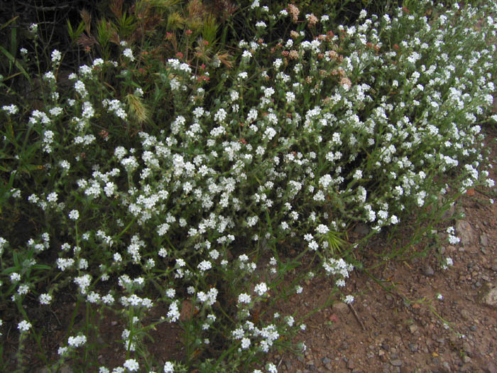 Detailed Picture 4 of Cryptantha intermedia var. intermedia