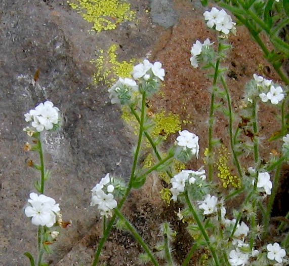 Detailed Picture 3 of Cryptantha intermedia var. intermedia