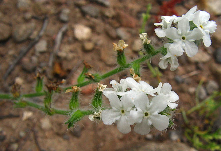 Detailed Picture 2 of Cryptantha intermedia var. intermedia