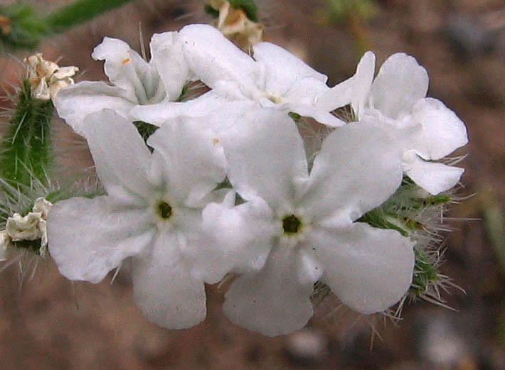 Detailed Picture 1 of Cryptantha intermedia var. intermedia