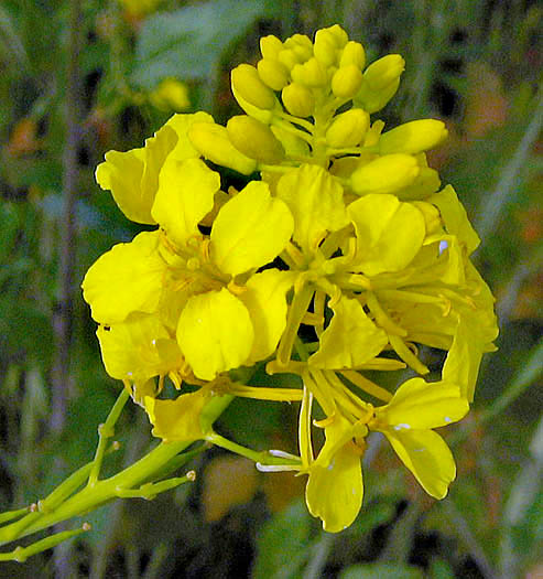 Detailed Picture 2 of Brassica nigra