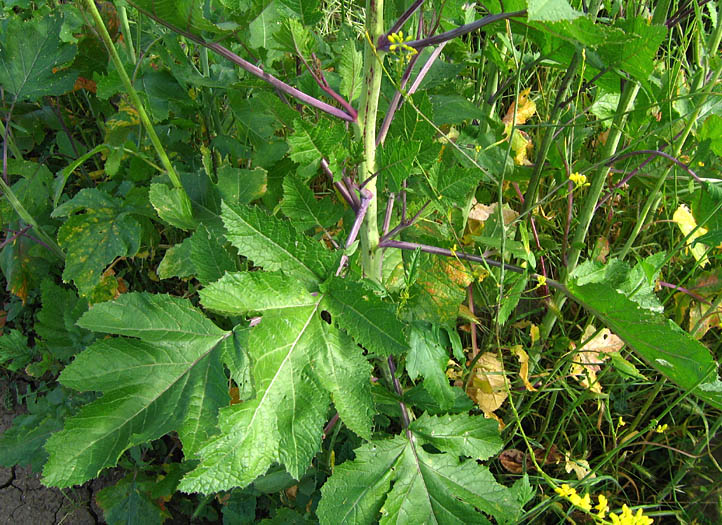 Detailed Picture 4 of Brassica nigra