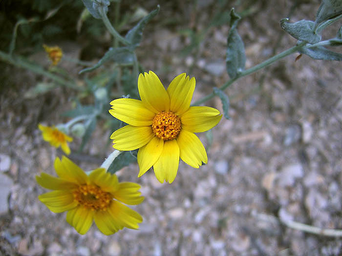 Detailed Picture 3 of Monolopia lanceolata