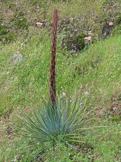 Detailed Picture 9 of Hesperoyucca whipplei