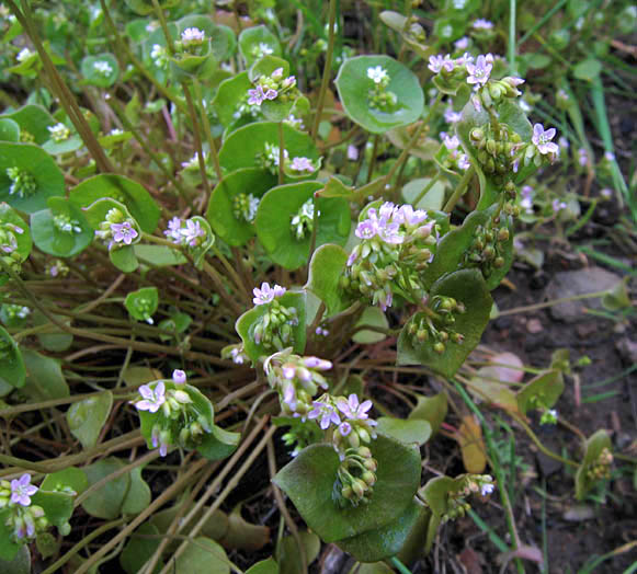 Detailed Picture 4 of Claytonia perfoliata