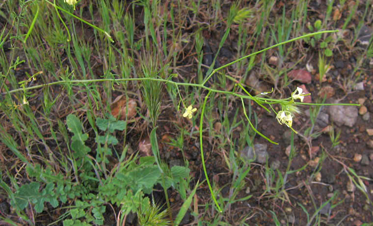 Detailed Picture 4 of Sisymbrium orientale