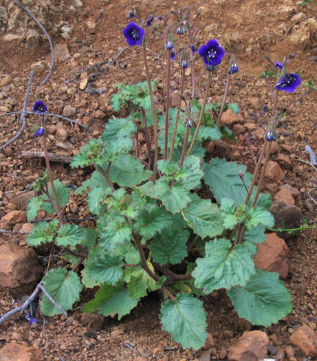 Detailed Picture 5 of Phacelia parryi