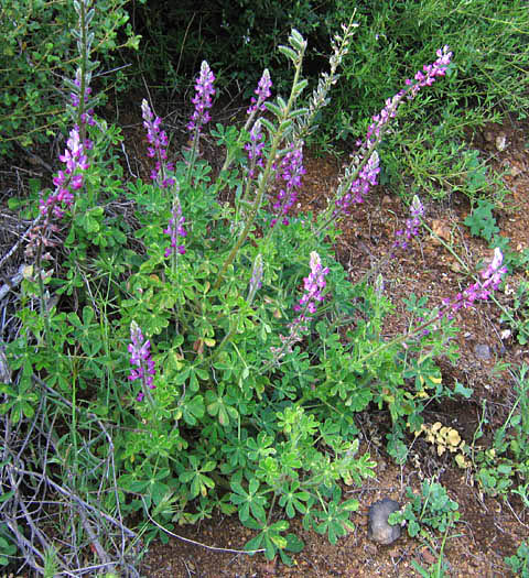 Detailed Picture 4 of Lupinus hirsutissimus