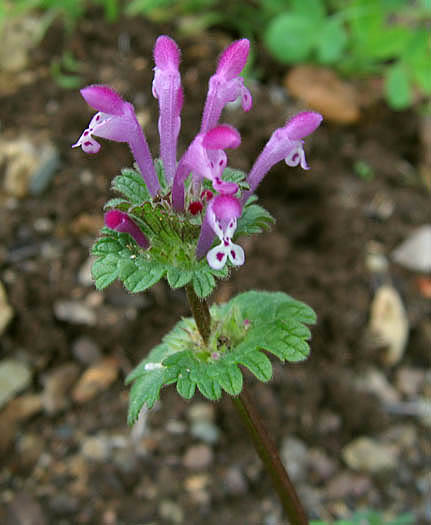 Detailed Picture 2 of Lamium amplexicaule