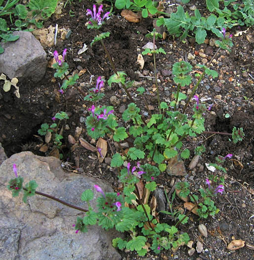 Detailed Picture 5 of Lamium amplexicaule