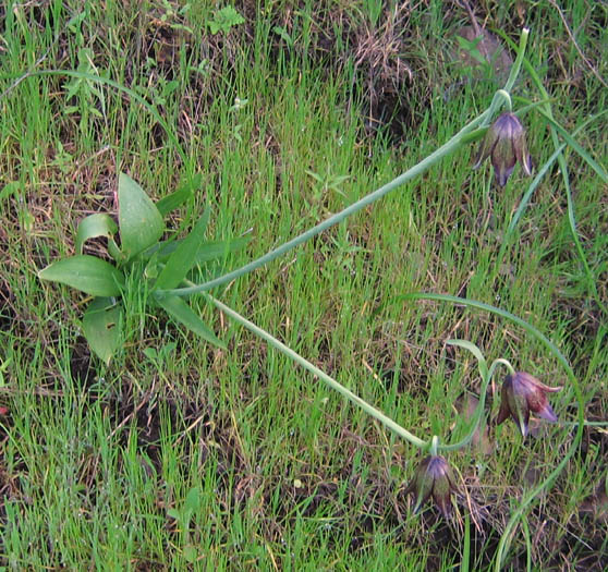 Detailed Picture 6 of Fritillaria biflora var. biflora
