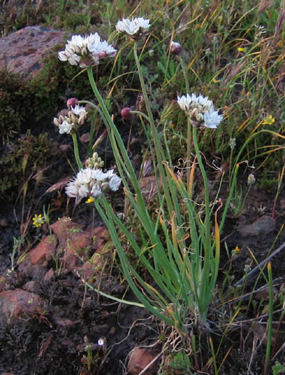 Detailed Picture 4 of Allium haematochiton