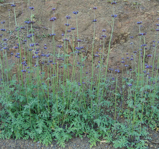 Detailed Picture 4 of Salvia columbariae