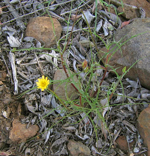 Detailed Picture 3 of Uropappus lindleyi