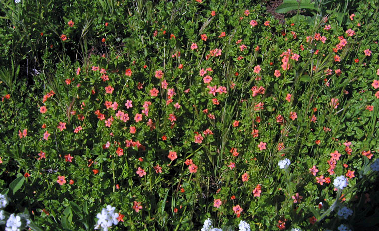 Detailed Picture 6 of Lysimachia arvensis