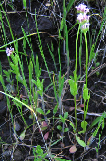 Detailed Picture 6 of Plectritis ciliosa