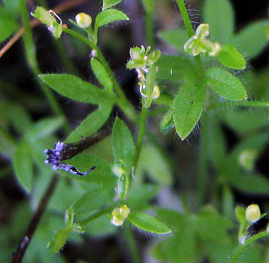 Detailed Picture 4 of Ranunculus hebecarpus