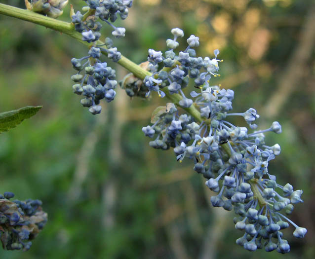 Detailed Picture 2 of Ceanothus leucodermis