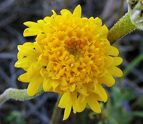 Detailed Picture 2 of Chaenactis glabriuscula var. glabriuscula