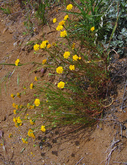 Detailed Picture 5 of Chaenactis glabriuscula var. glabriuscula