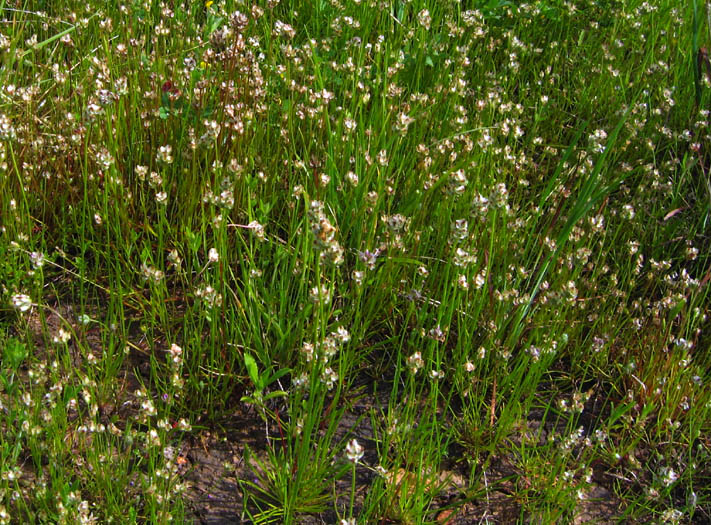 Detailed Picture 6 of Plantago erecta