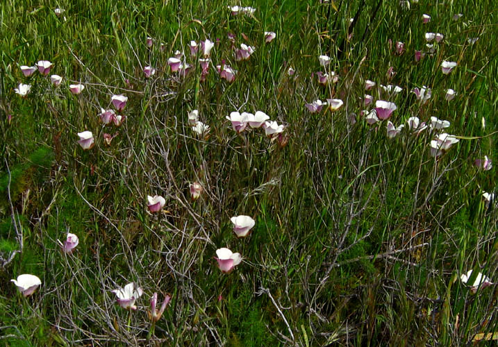 Detailed Picture 6 of Calochortus catalinae