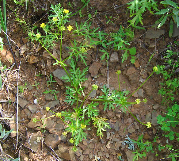 Detailed Picture 6 of Sanicula arguta