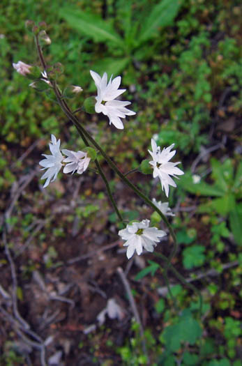 Detailed Picture 4 of Lithophragma affine