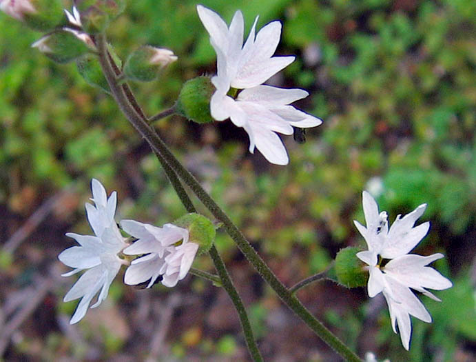 Detailed Picture 3 of Lithophragma affine