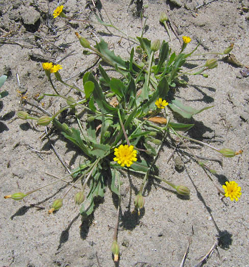 Detailed Picture 3 of Hedypnois rhagadioloides