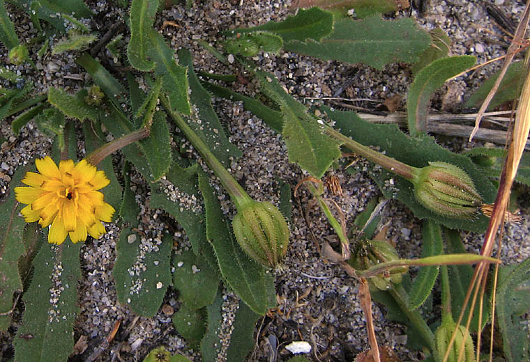 Detailed Picture 2 of Hedypnois rhagadioloides