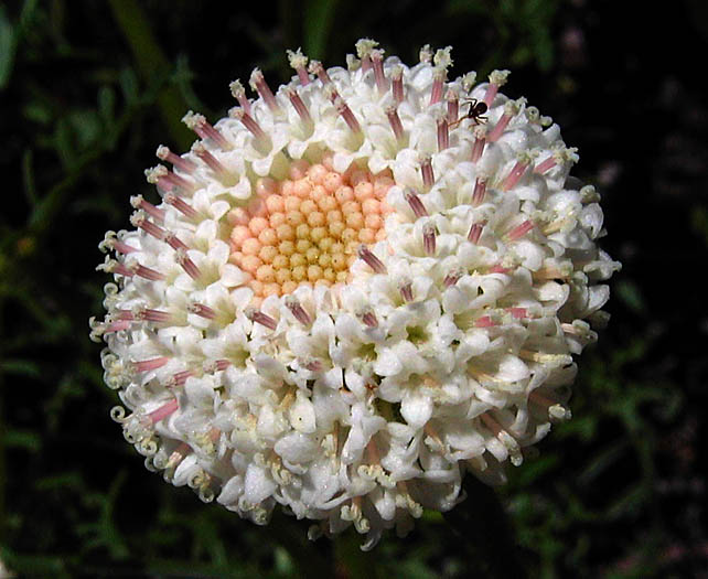 Detailed Picture 1 of Chaenactis artemisiifolia